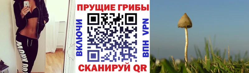 Псилоцибиновые грибы Cubensis  kraken как зайти  Оленегорск 